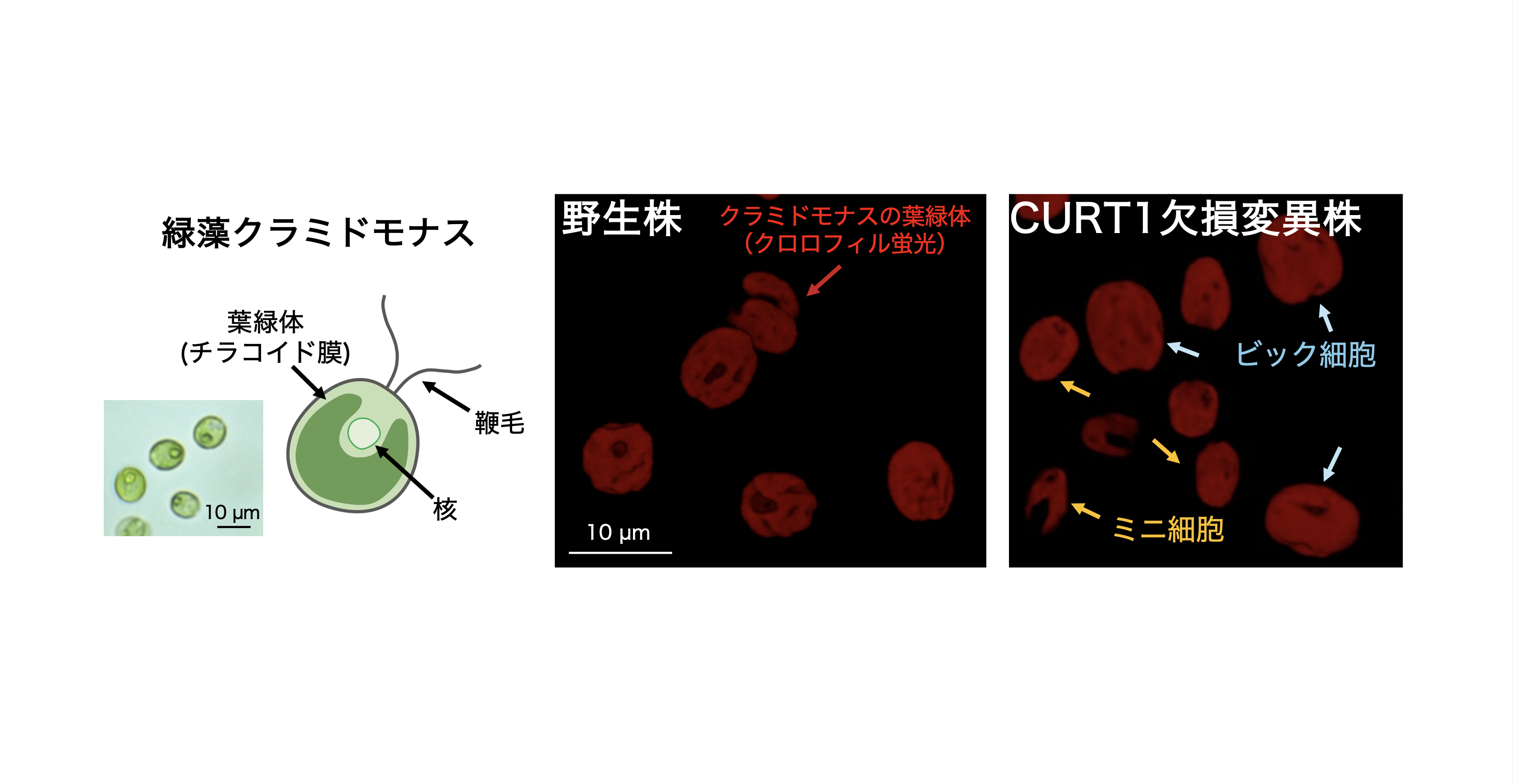 緑藻クラミドモナス（Chlamydomonas reinhardtii）野生株とCurT欠損変異株細胞のクロロフィル蛍光イメージ