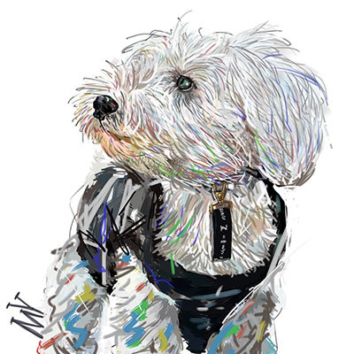 写真は愛犬のレオン君（ミニチュアシュナイザー）